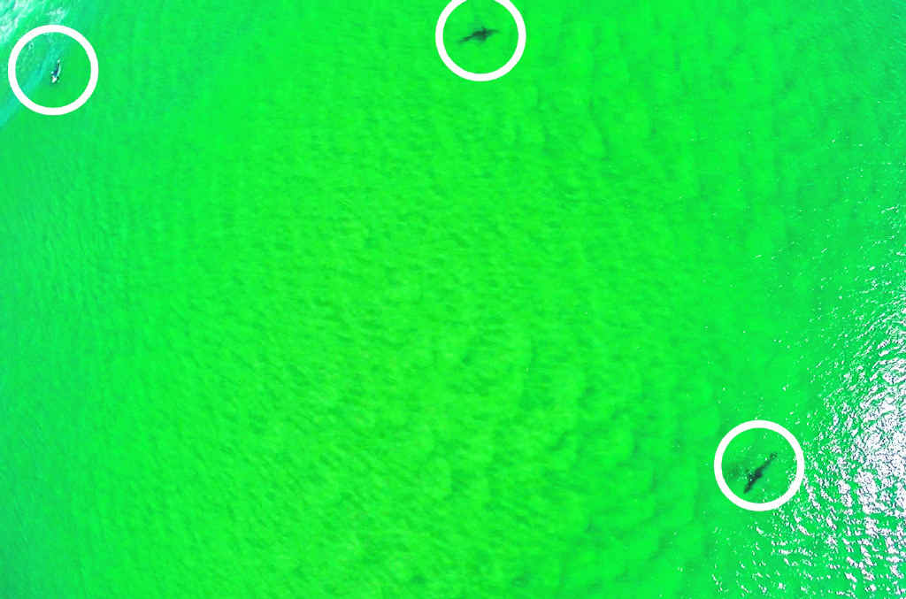 RISKY MOVE: A lone surfer takes his chances as two sharks patrol at Evans Head. The image was captured using a drone camera. RISKY MOVE: A lone surfer takes his chances as two sharks patrol at Evans Head. The image was captured using a drone camera.